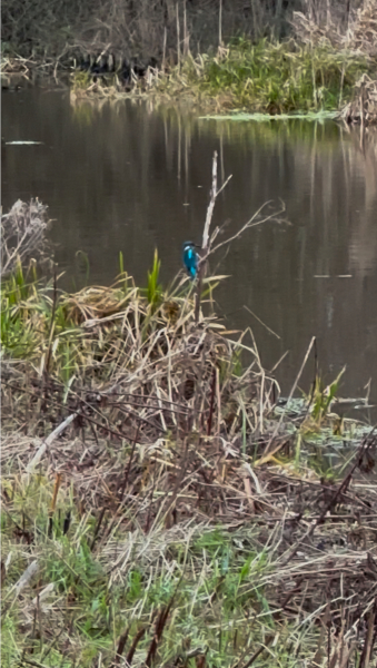 The Nigel Slater Christmas Chronicles Readalong 2024 Part 3