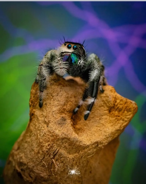 A beautiful, if unusual spider picture (obviously there is photos of said spider in post)