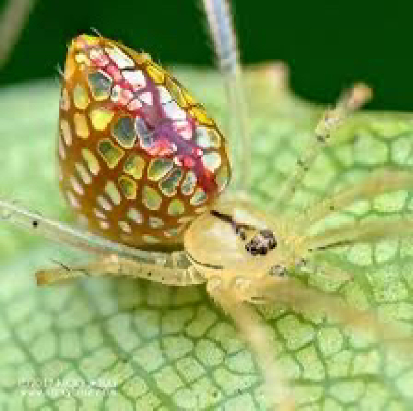 A beautiful, if unusual spider picture (obviously there is photos of said spider in post)