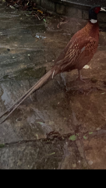 What can I feed this stray pheasant?