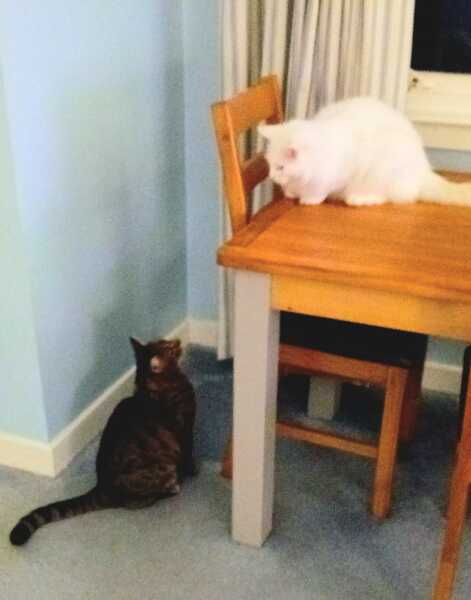 Tinsel, Glitter and Baubles - the Excellent Cats prepare to knock Everything off your Christmas Tree