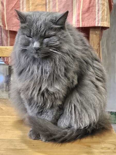 Tinsel, Glitter and Baubles - the Excellent Cats prepare to knock Everything off your Christmas Tree