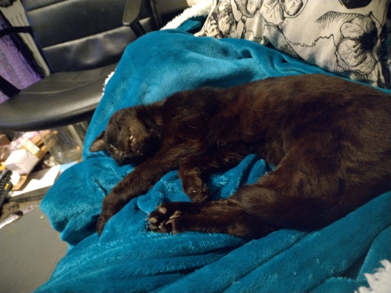 Tinsel, Glitter and Baubles - the Excellent Cats prepare to knock Everything off your Christmas Tree