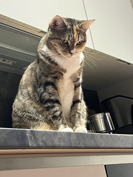 Tinsel, Glitter and Baubles - the Excellent Cats prepare to knock Everything off your Christmas Tree