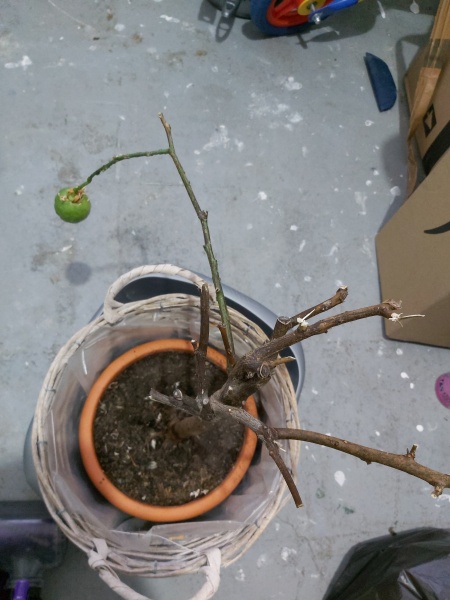 What's going on with my lemon tree??