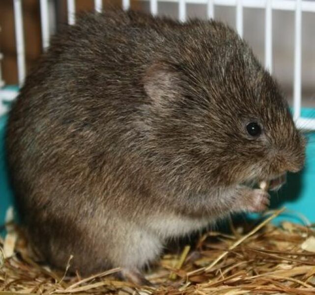 The Bluestocking - the one with the Christmas stocking