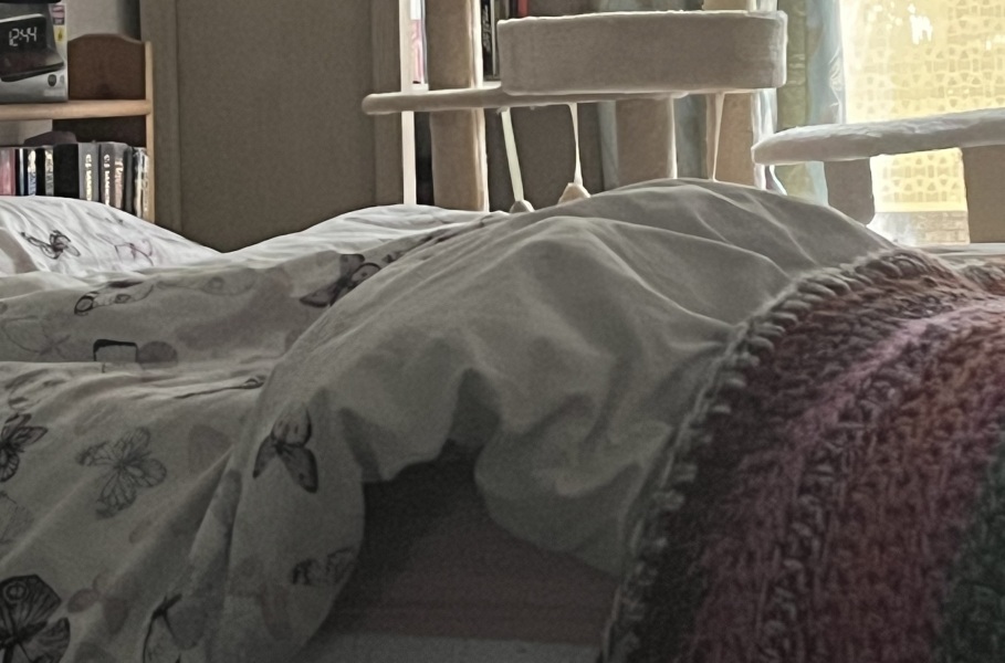 Tinsel, Glitter and Baubles - the Excellent Cats prepare to knock Everything off your Christmas Tree