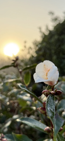 The Nigel Slater Christmas Chronicles Readalong 2024 Part 3