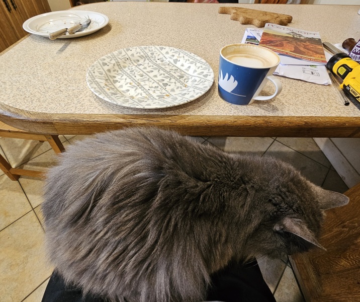 Tinsel, Glitter and Baubles - the Excellent Cats prepare to knock Everything off your Christmas Tree