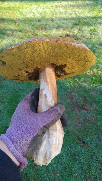 Bluestocking: the one where Boiled gets to the bar first!