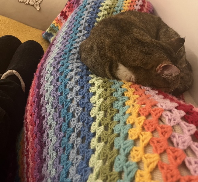 Tinsel, Glitter and Baubles - the Excellent Cats prepare to knock Everything off your Christmas Tree