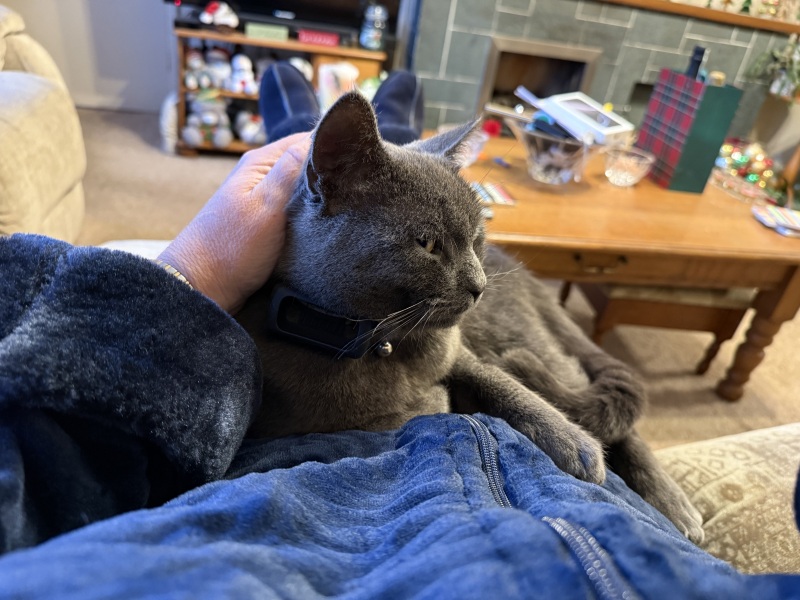 Tinsel, Glitter and Baubles - the Excellent Cats prepare to knock Everything off your Christmas Tree