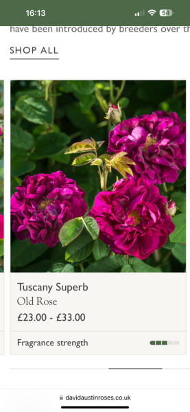 Anyone got a lovely burgundy coloured rose?