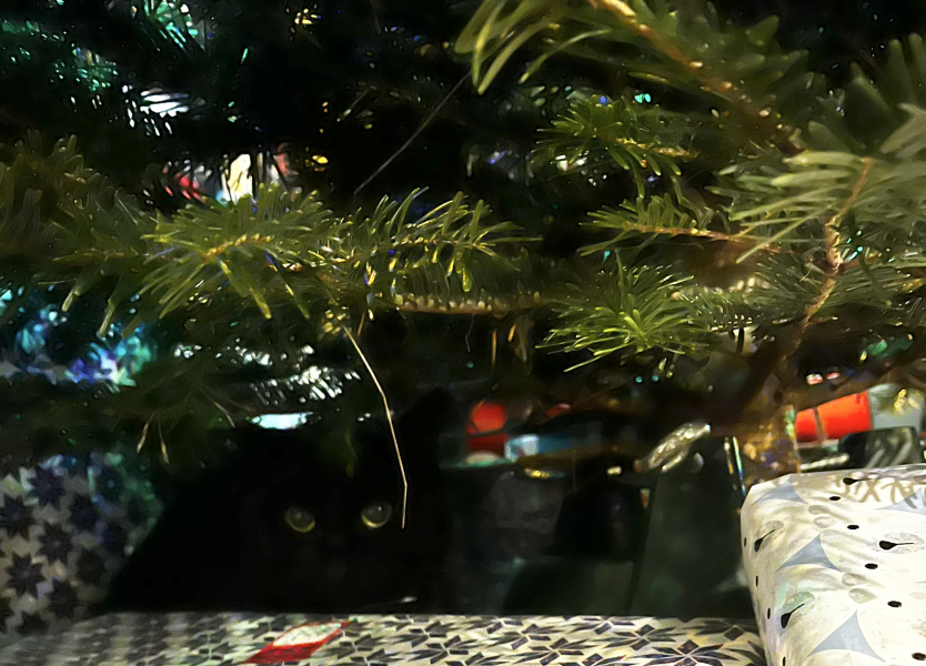 Tinsel, Glitter and Baubles - the Excellent Cats prepare to knock Everything off your Christmas Tree