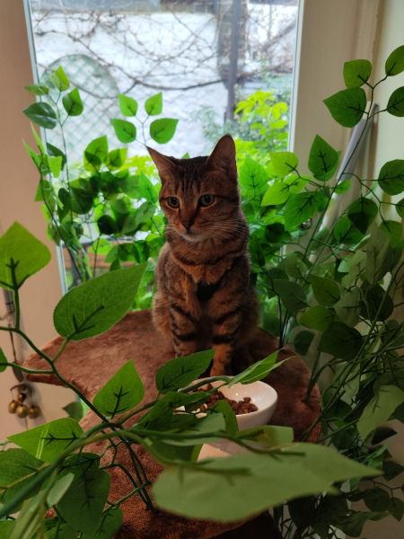 Tinsel, Glitter and Baubles - the Excellent Cats prepare to knock Everything off your Christmas Tree