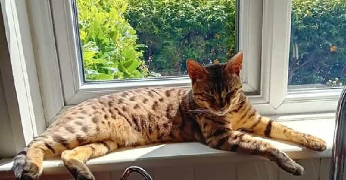 Thread 13 Starmer - facts are for lefties