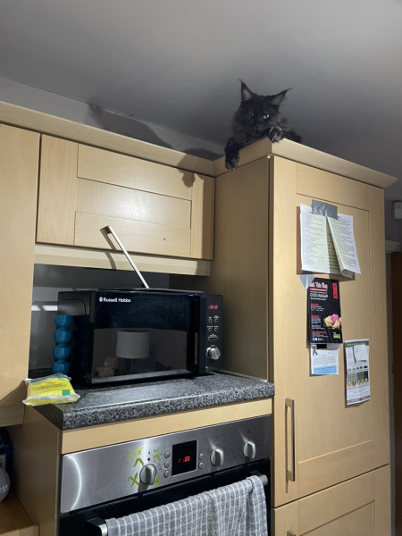 What perfectly ordinary places have you found your cat?