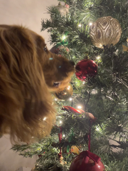 Adolescent Dog Survival Thread - Bark the Herald, furry angels sing!