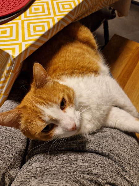 Tinsel, Glitter and Baubles - the Excellent Cats prepare to knock Everything off your Christmas Tree