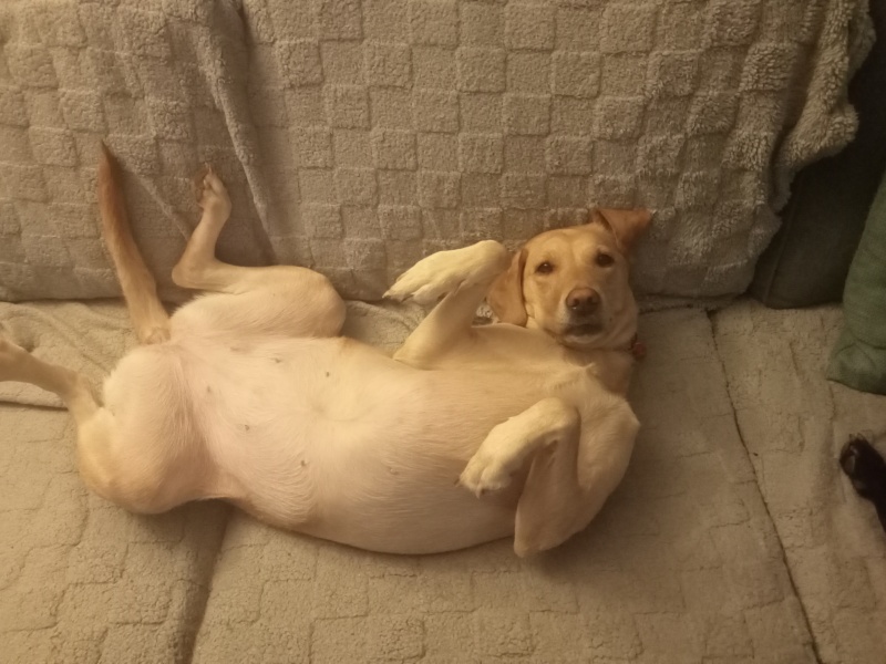 This bloody dog will be the death of me