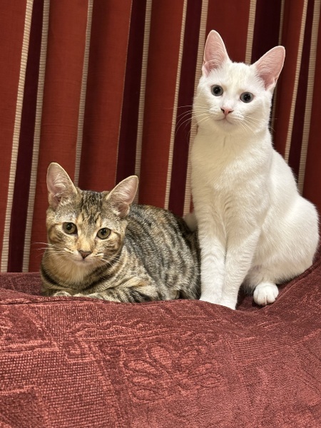 I think I want to adopt a cat but I’ve never had a cat before and I have questions!