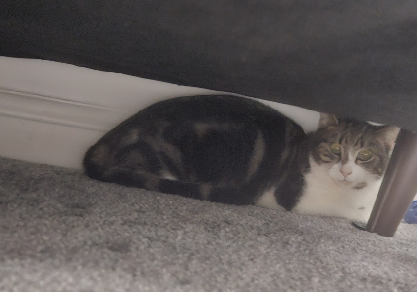 Rehired cat, how long will he hide?