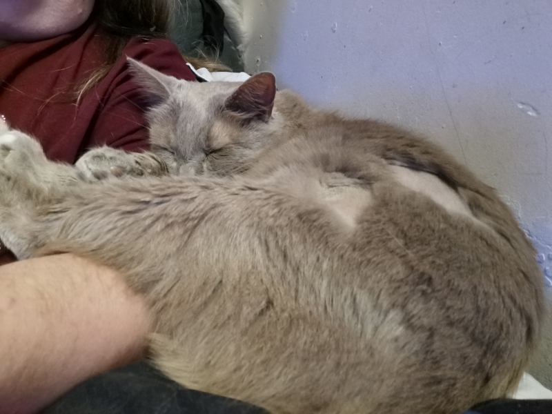 "Sludgy" bladder - anyone else's cat had this?