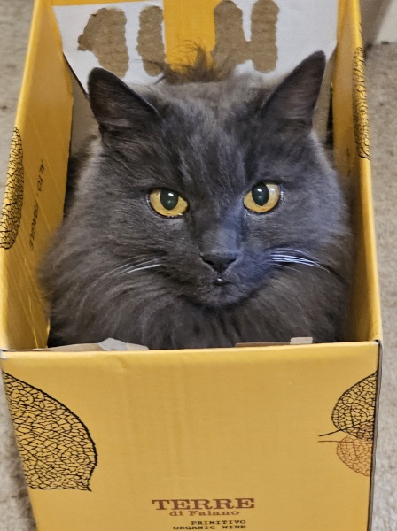 Tinsel, Glitter and Baubles - the Excellent Cats prepare to knock Everything off your Christmas Tree