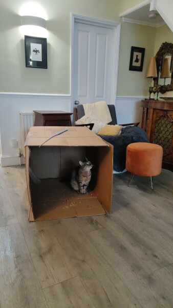 Tinsel, Glitter and Baubles - the Excellent Cats prepare to knock Everything off your Christmas Tree