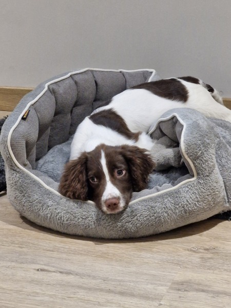 If you have crate trained a pup and did so on a carpeted surface ...