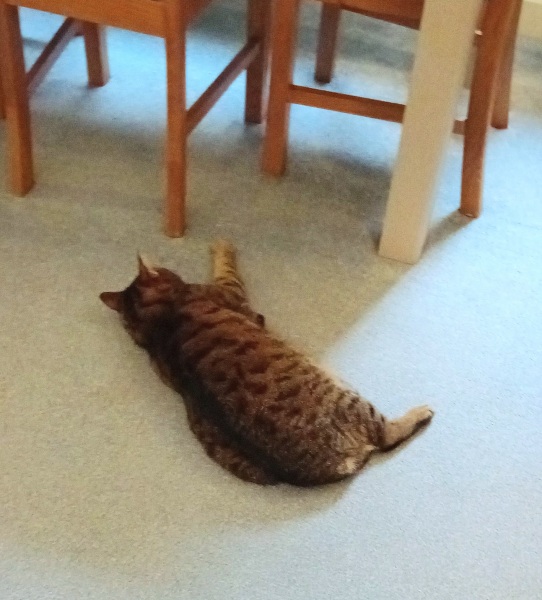 Tinsel, Glitter and Baubles - the Excellent Cats prepare to knock Everything off your Christmas Tree