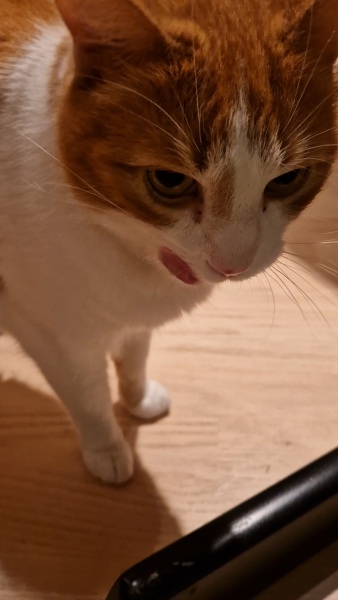 Tinsel, Glitter and Baubles - the Excellent Cats prepare to knock Everything off your Christmas Tree