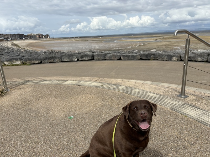 Help please Labrador leaking urine