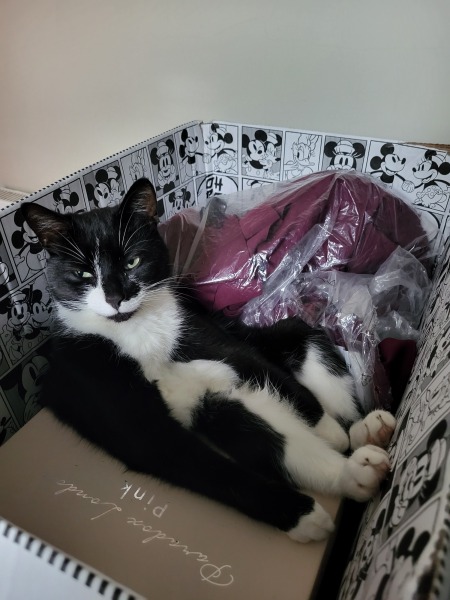 What perfectly ordinary places have you found your cat?