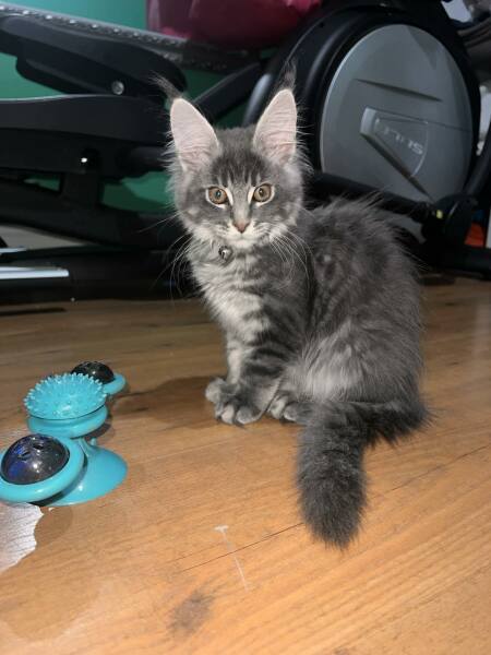 DH has brought a kitten home, I’m so upset 🙁