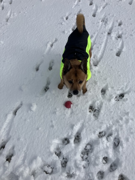 Christmas dog of the month: Share your festive dog photos & win a £100 prize bundle!