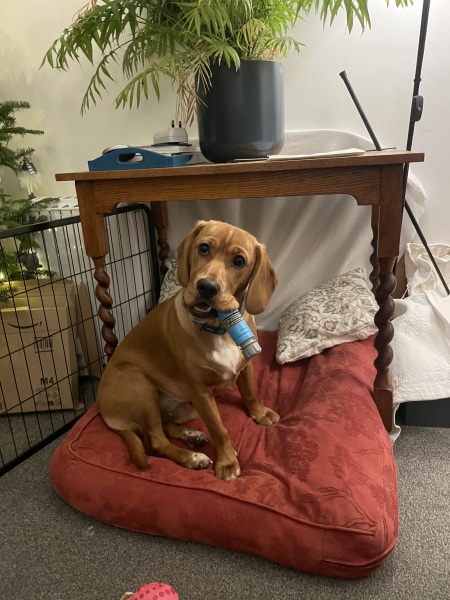 Adolescent Dog Survival Thread - Bark the Herald, furry angels sing!