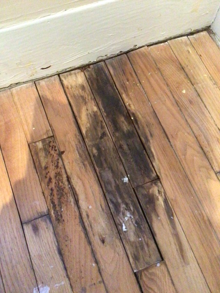 Does this look like mold or wood staining?