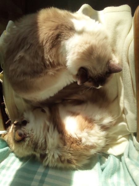 Tinsel, Glitter and Baubles - the Excellent Cats prepare to knock Everything off your Christmas Tree