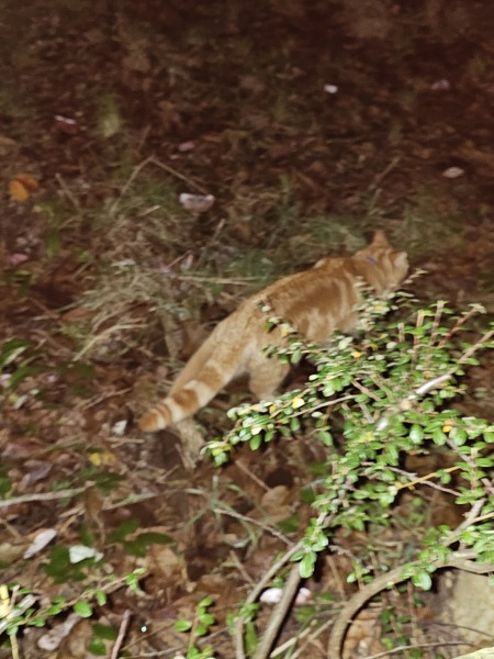 Tinsel, Glitter and Baubles - the Excellent Cats prepare to knock Everything off your Christmas Tree