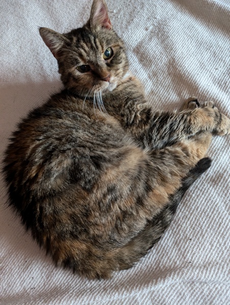 Tinsel, Glitter and Baubles - the Excellent Cats prepare to knock Everything off your Christmas Tree