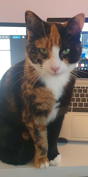 Bit of reassurance for my new rescue cat