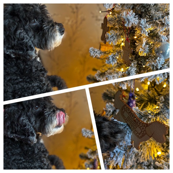 Christmas dog of the month: Share your festive dog photos & win a £100 prize bundle!
