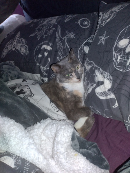 Tinsel, Glitter and Baubles - the Excellent Cats prepare to knock Everything off your Christmas Tree