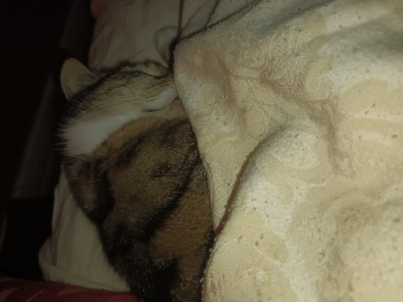 What perfectly ordinary places have you found your cat?
