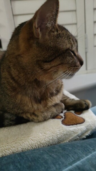 Tinsel, Glitter and Baubles - the Excellent Cats prepare to knock Everything off your Christmas Tree