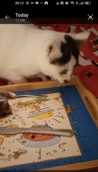 Have your pets managed to steal any food this Christmas?
