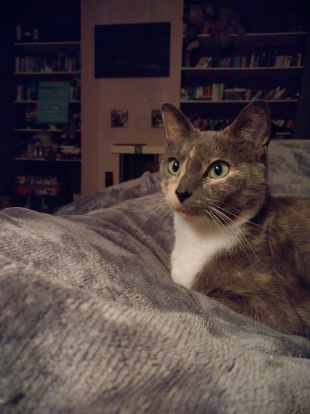 Tinsel, Glitter and Baubles - the Excellent Cats prepare to knock Everything off your Christmas Tree