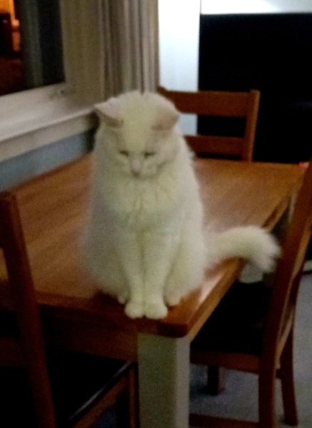 Tinsel, Glitter and Baubles - the Excellent Cats prepare to knock Everything off your Christmas Tree