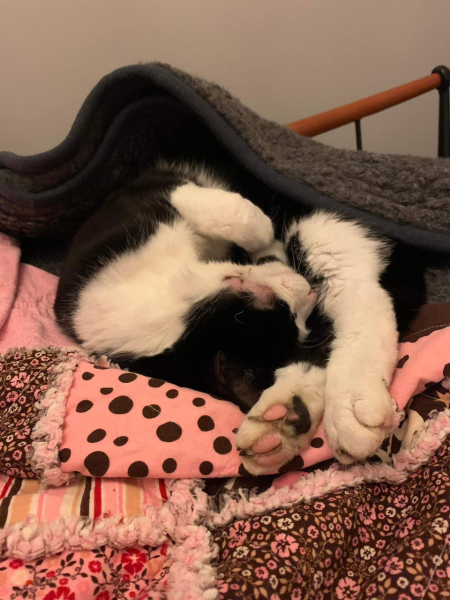 This is my bed, this is not my cat